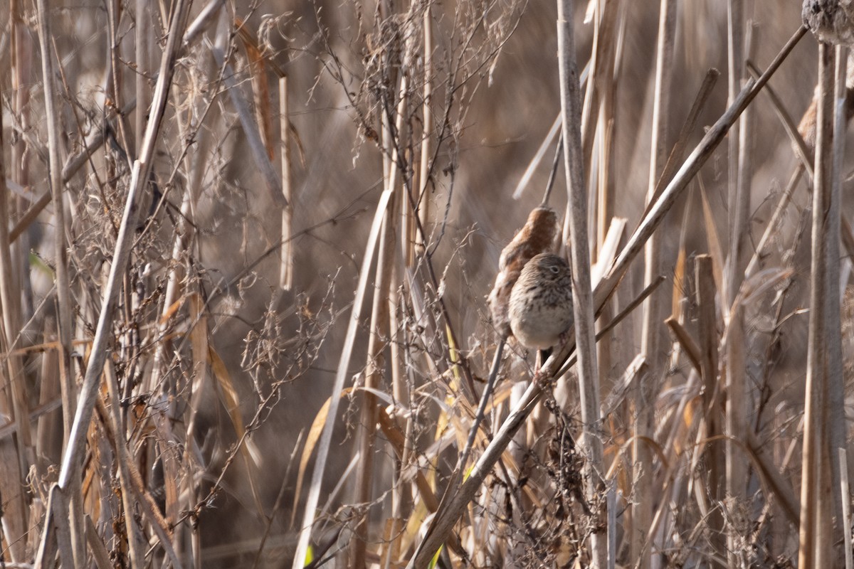 Vesper Sparrow - Josh Woolley