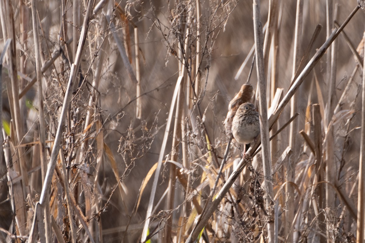 Vesper Sparrow - ML297791661