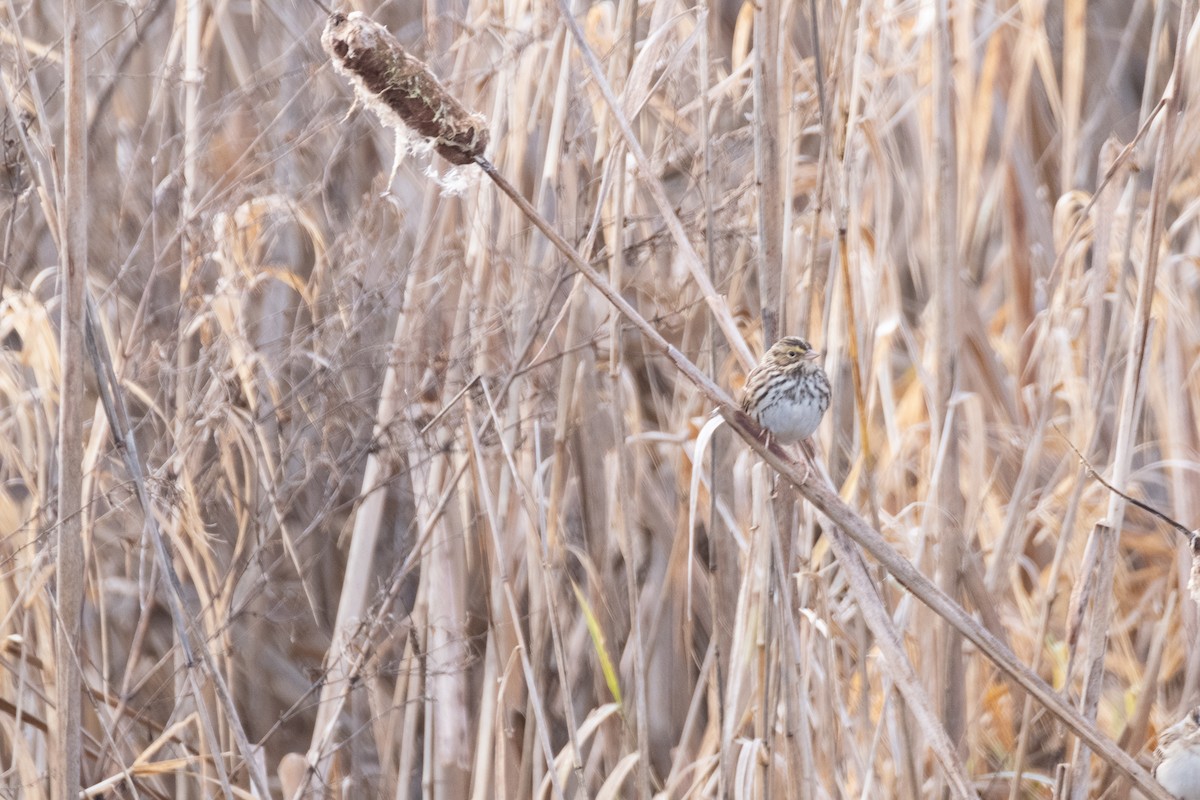 Savannah Sparrow - Josh Woolley