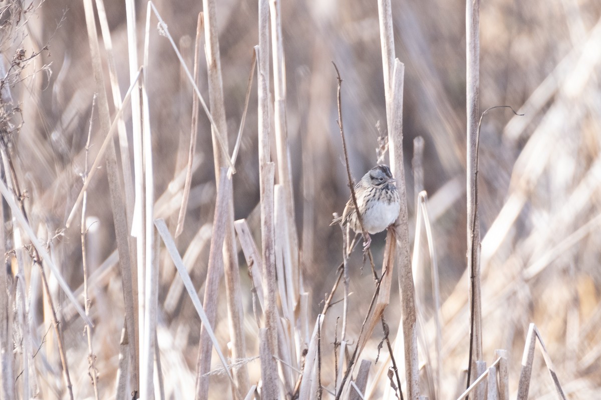 Lincoln's Sparrow - Josh Woolley