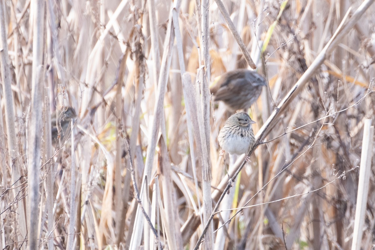 Lincoln's Sparrow - Josh Woolley