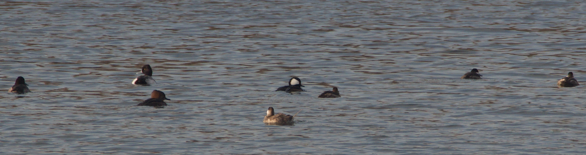 Hooded Merganser - ML297793761