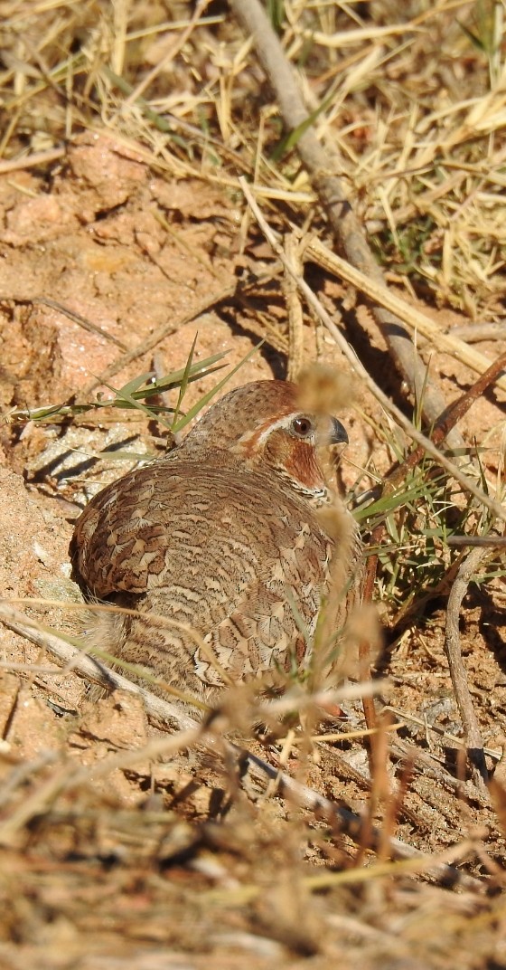 Rock Bush-Quail - ML297794961