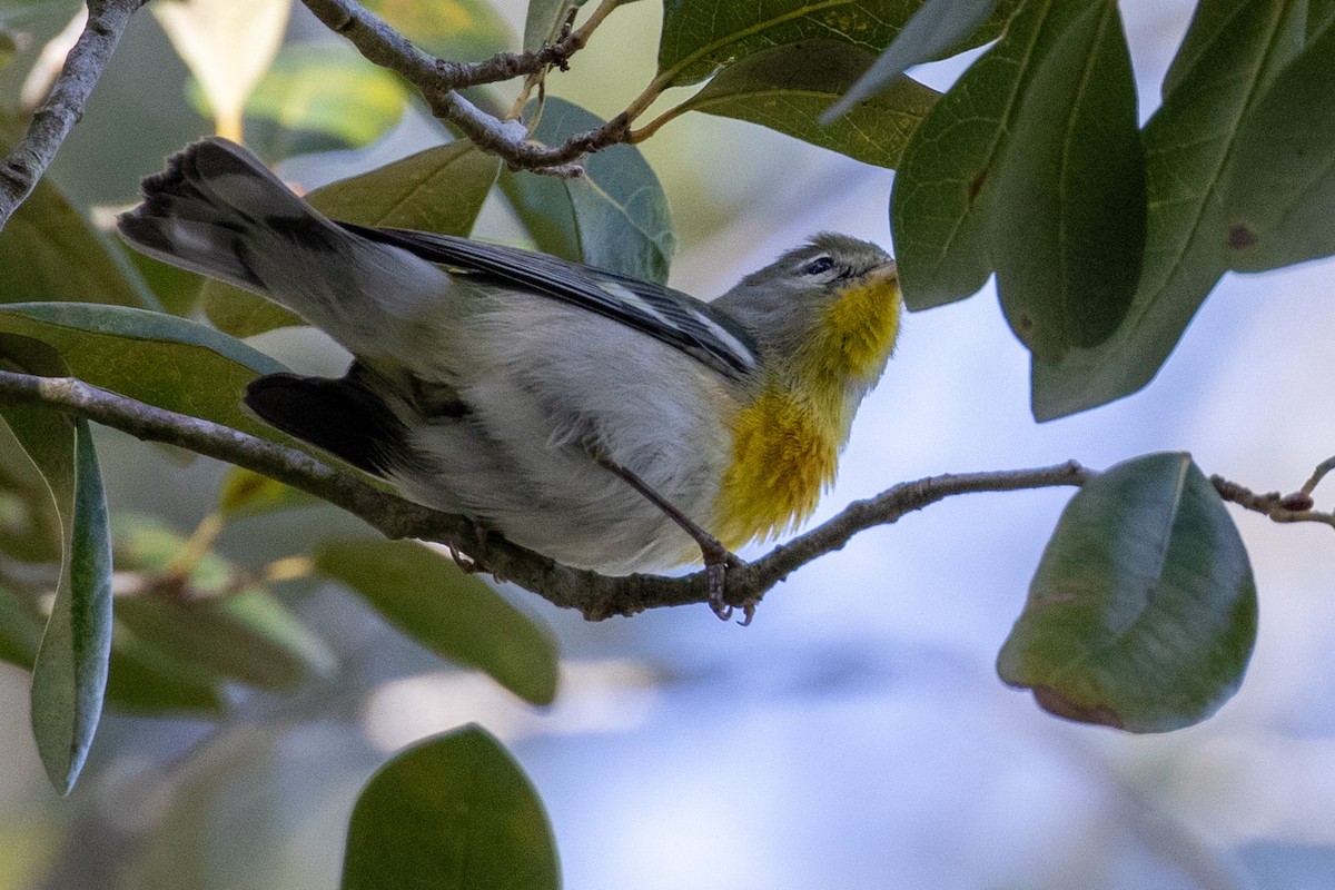 Northern Parula - Charles Robshaw