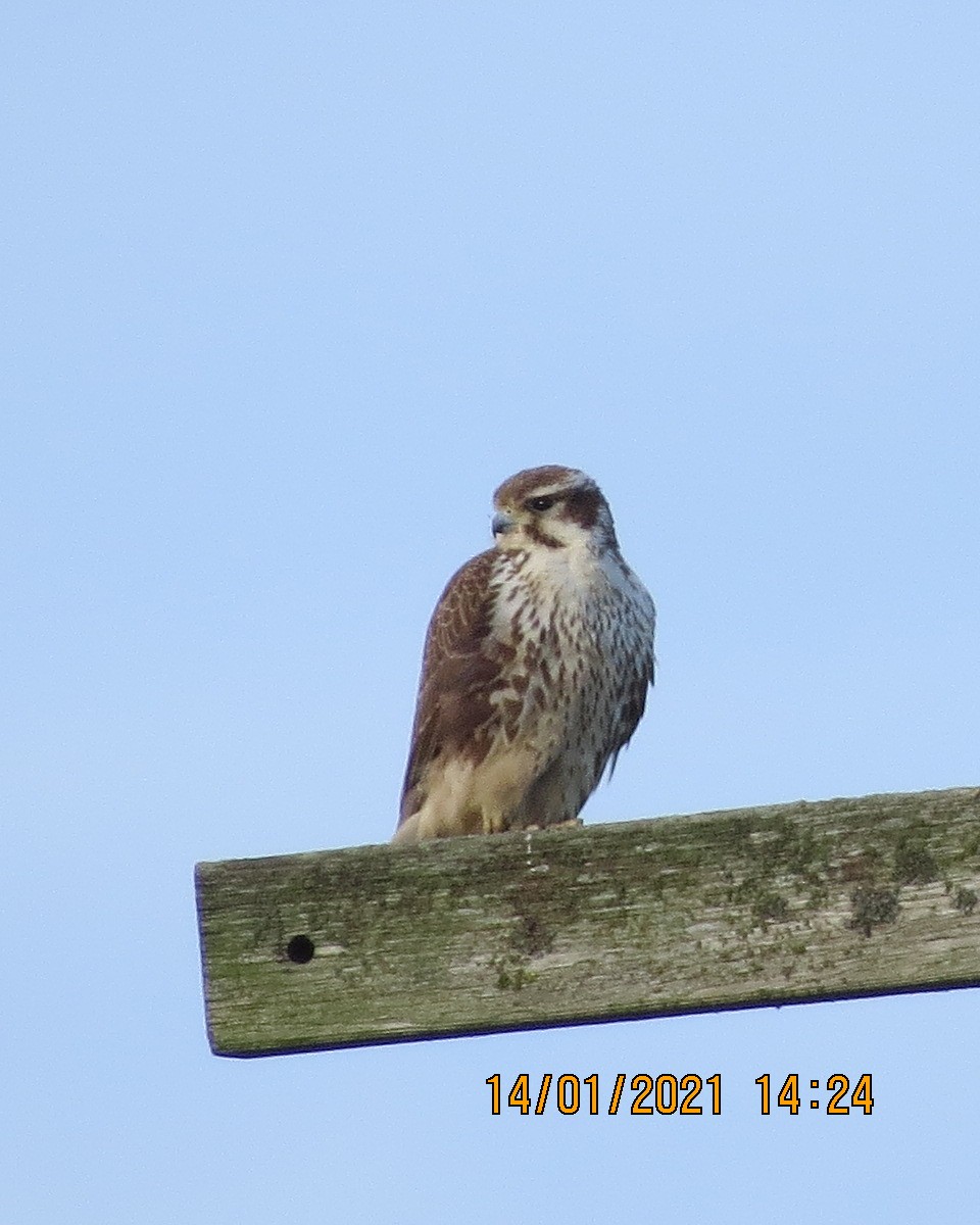 Prairie Falcon - ML297796441