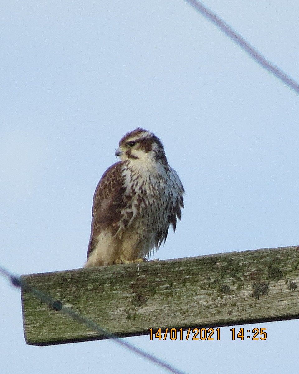 Prairie Falcon - ML297796491