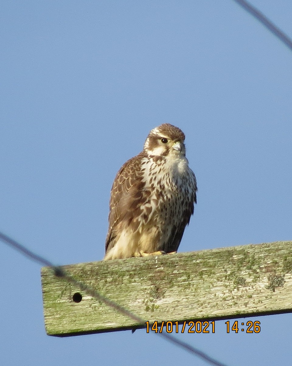 Prairie Falcon - ML297796511