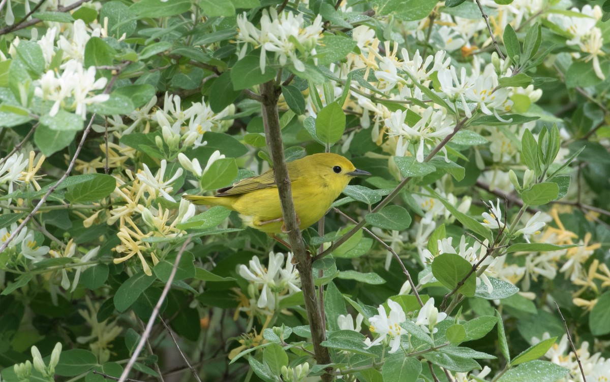 Yellow Warbler (Northern) - ML297797231