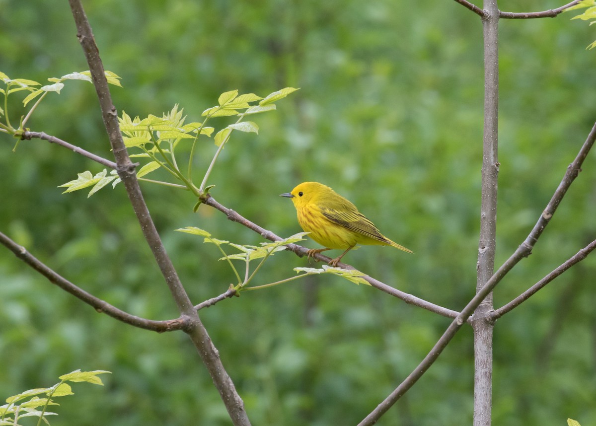 Yellow Warbler (Northern) - ML297797251