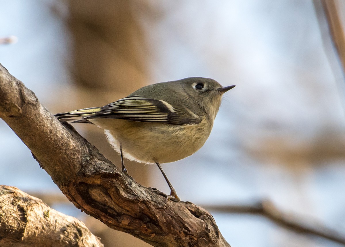 Ruby-crowned Kinglet - ML297797701