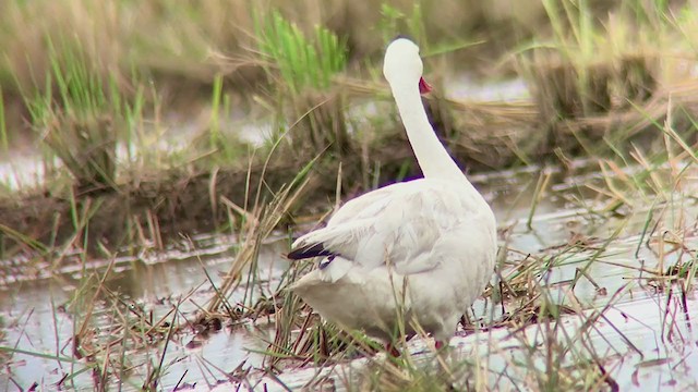 Coscoroba Swan - ML297798231