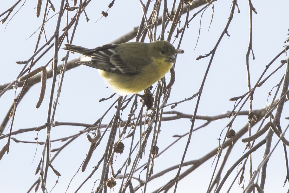 Lesser Goldfinch - ML297799051