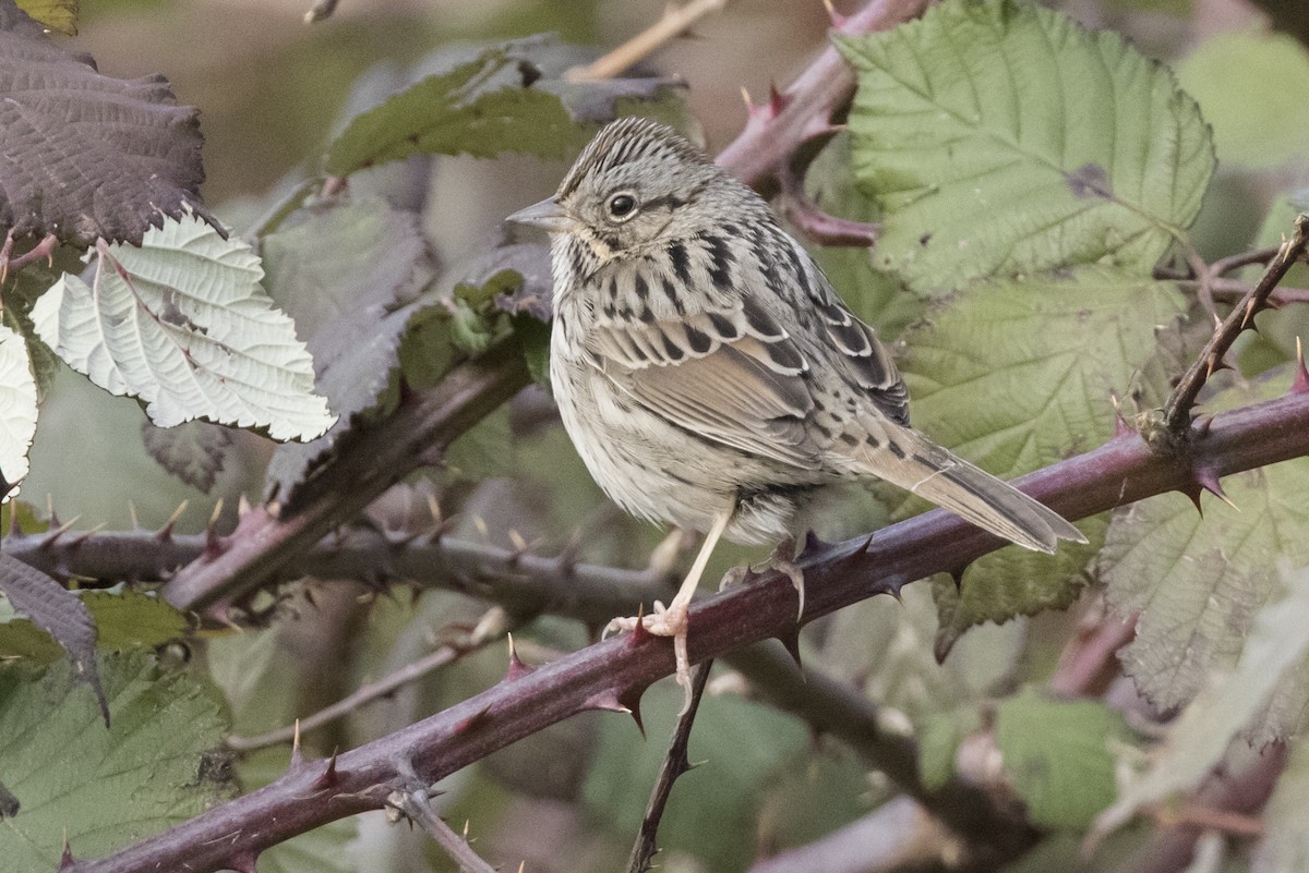 Lincoln's Sparrow - Robert Lockett