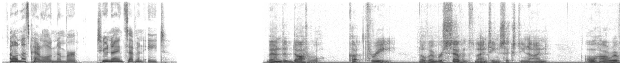 Chorlitejo Bicinchado - ML2978