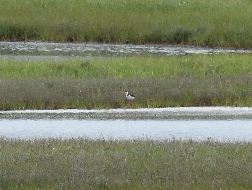 Black-necked Stilt - Cesar Castillo