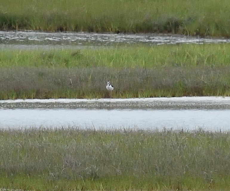 Black-necked Stilt - ML29780621