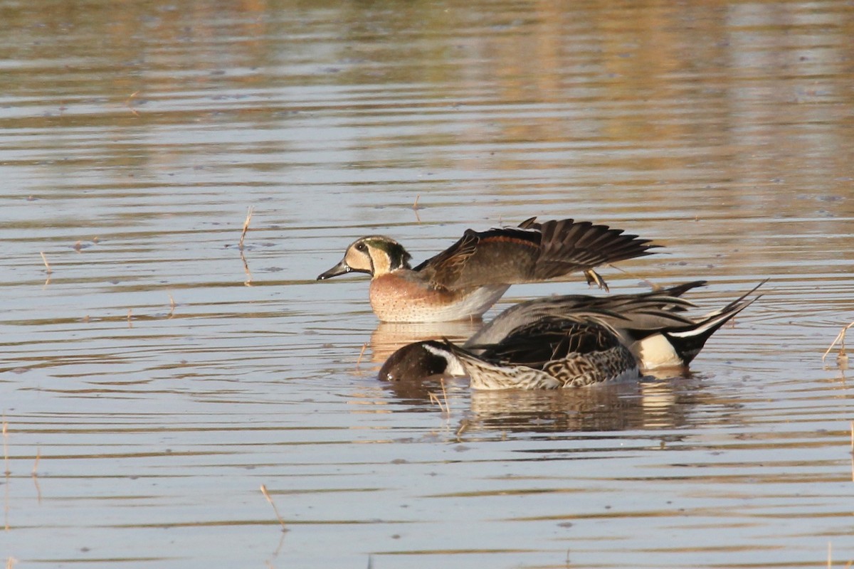 eBird Checklist - 4 Dec 2010 - Riparian Preserve at Gilbert Water Ranch ...