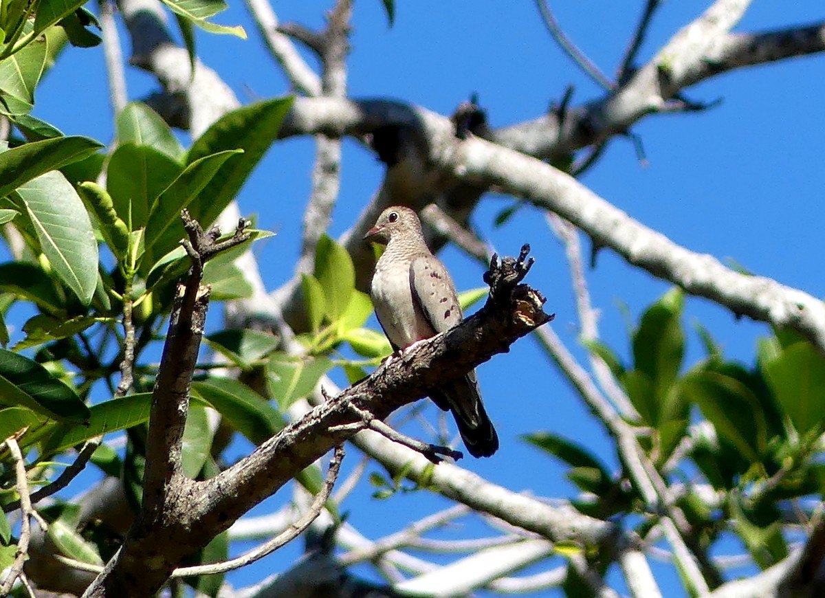 Common Ground Dove - ML297809981