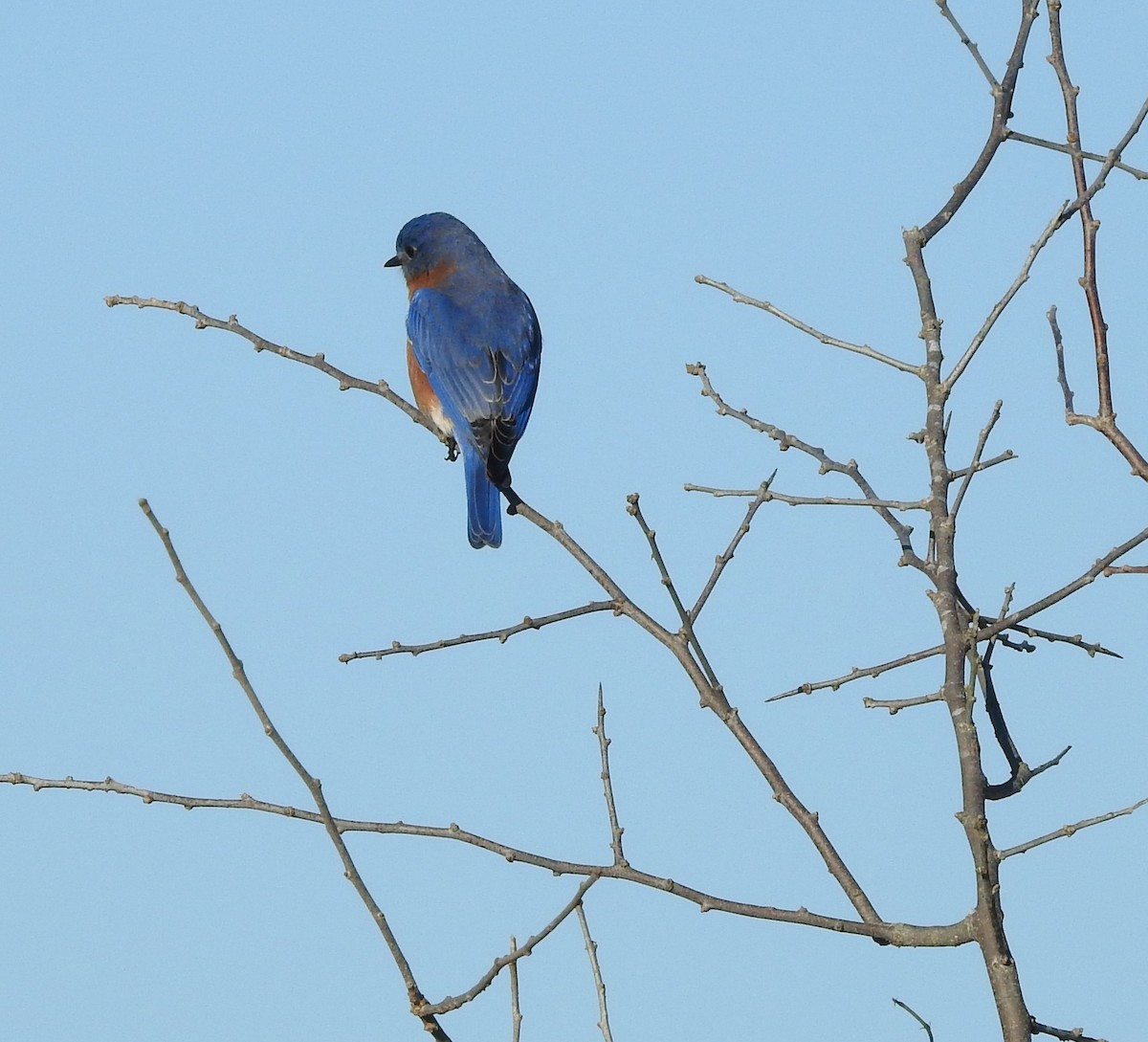 Eastern Bluebird - ML297810871