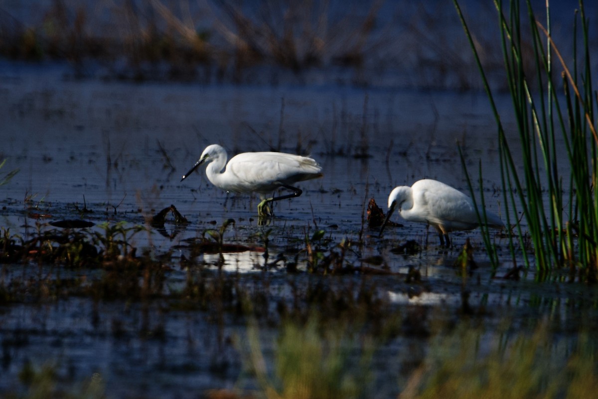 Aigrette à gorge blanche - ML297813701