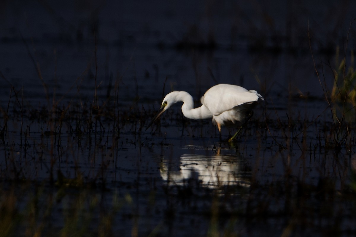 Aigrette à gorge blanche - ML297813721