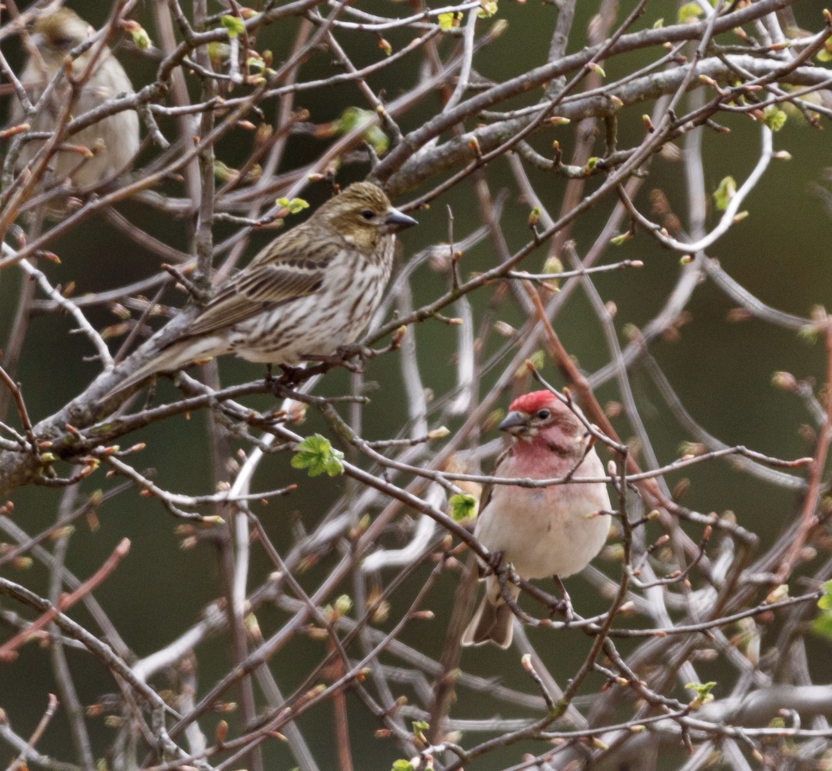 Cassin's Finch - ML297814041