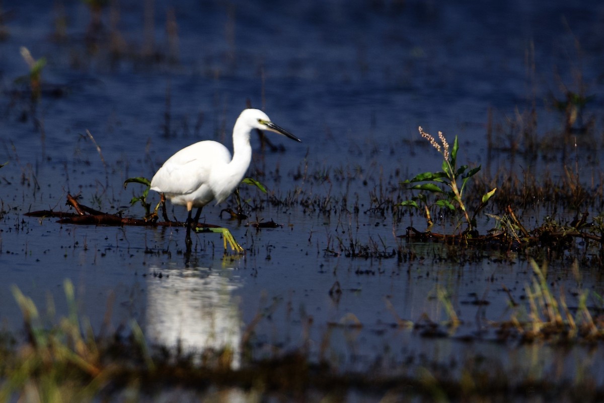 Western Reef-Heron - ML297814151