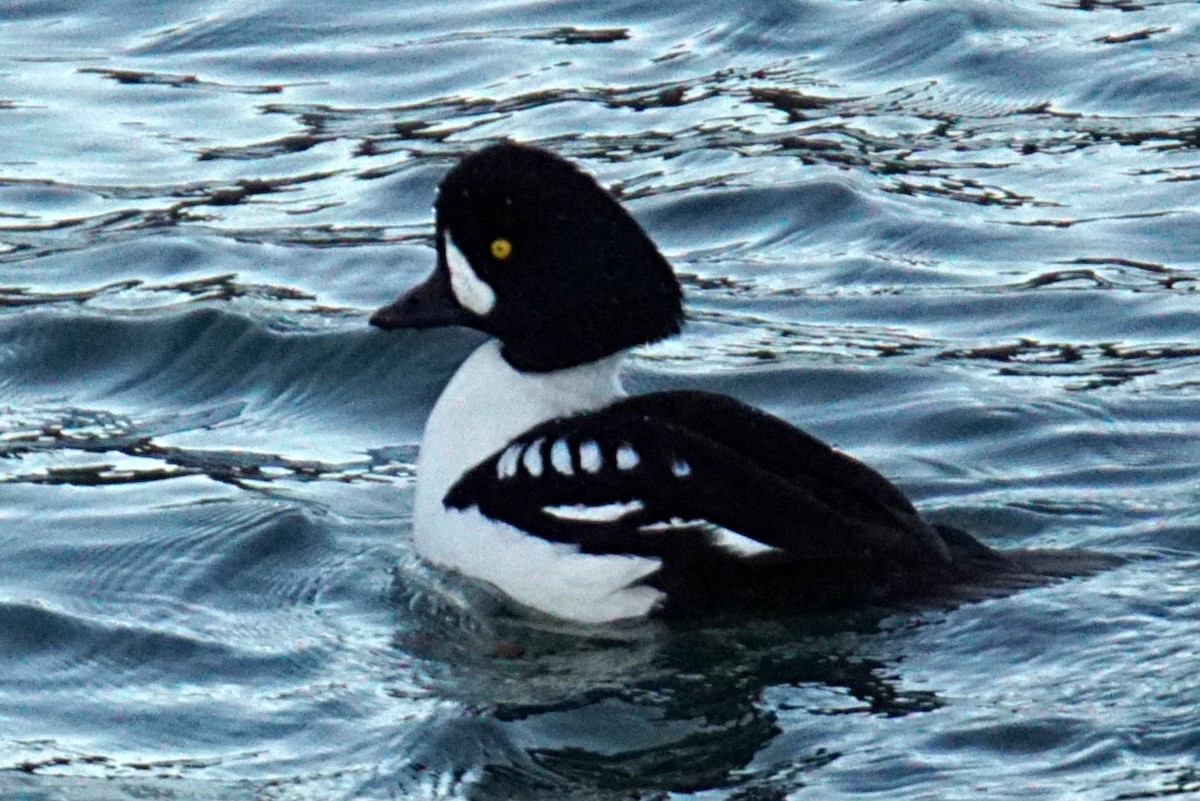 Barrow's Goldeneye - ML297816941