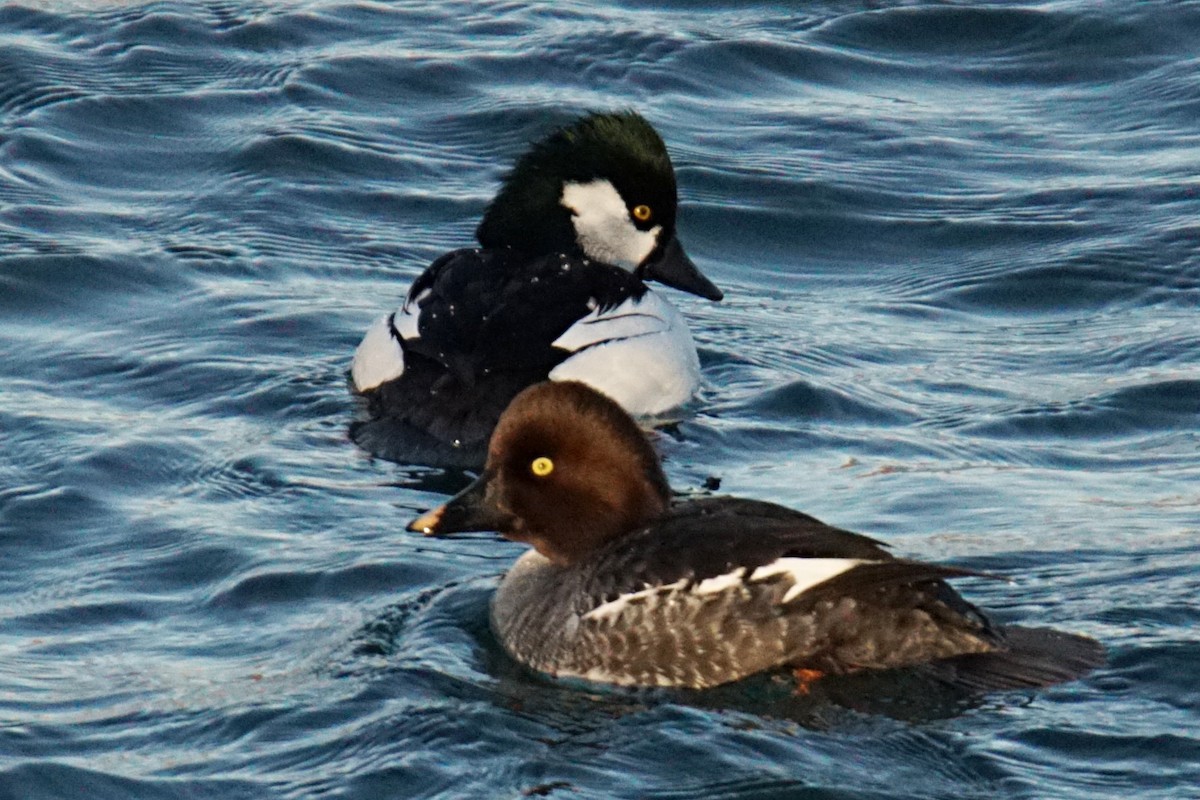 Bufflehead x Common Goldeneye (hybrid) - ML297816951