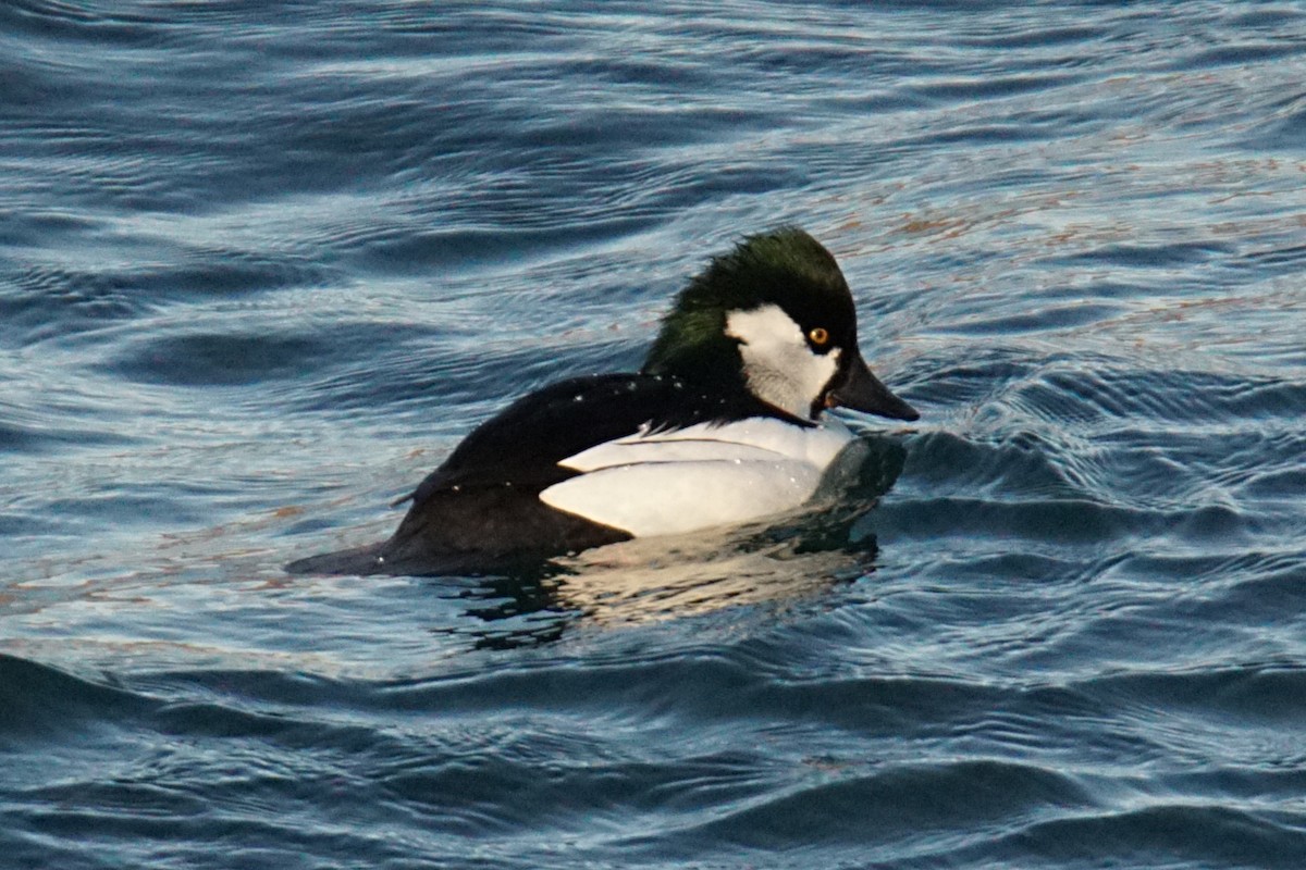 Bufflehead x Common Goldeneye (hybrid) - ML297816961