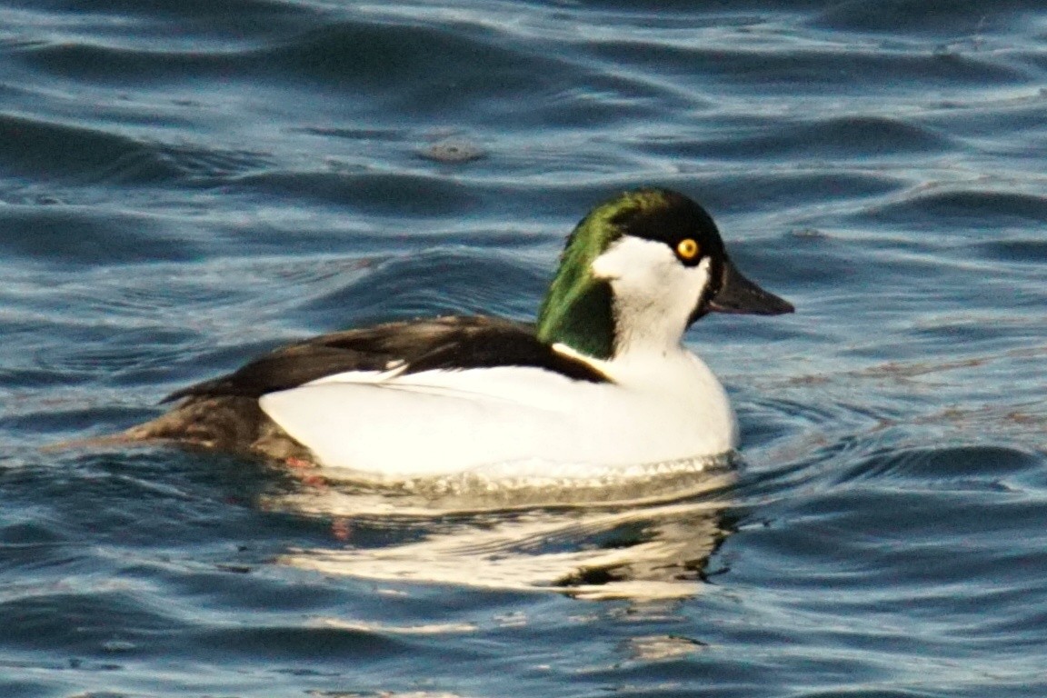 Bufflehead x Common Goldeneye (hybrid) - ML297816971