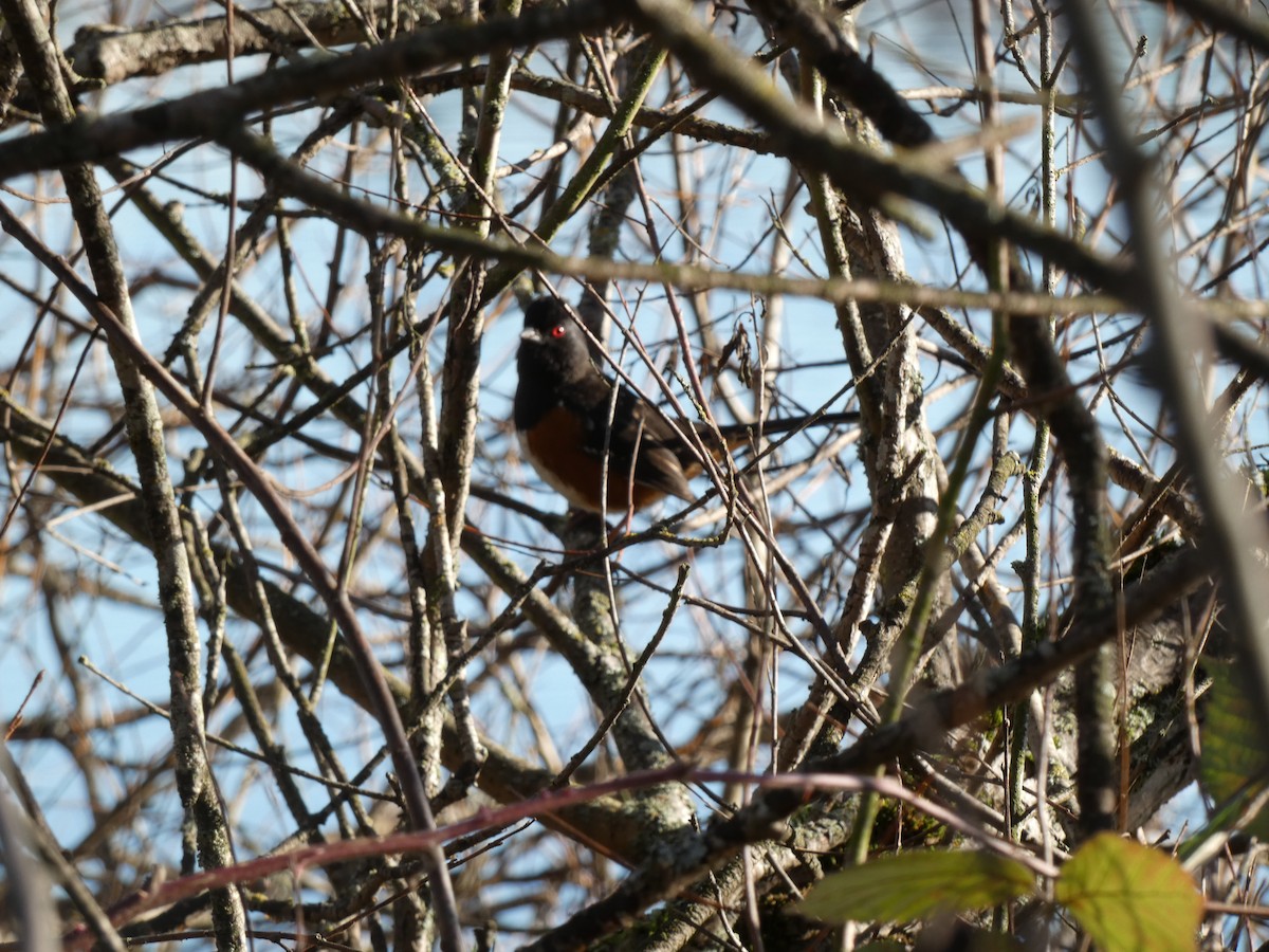 Spotted Towhee - ML297817141