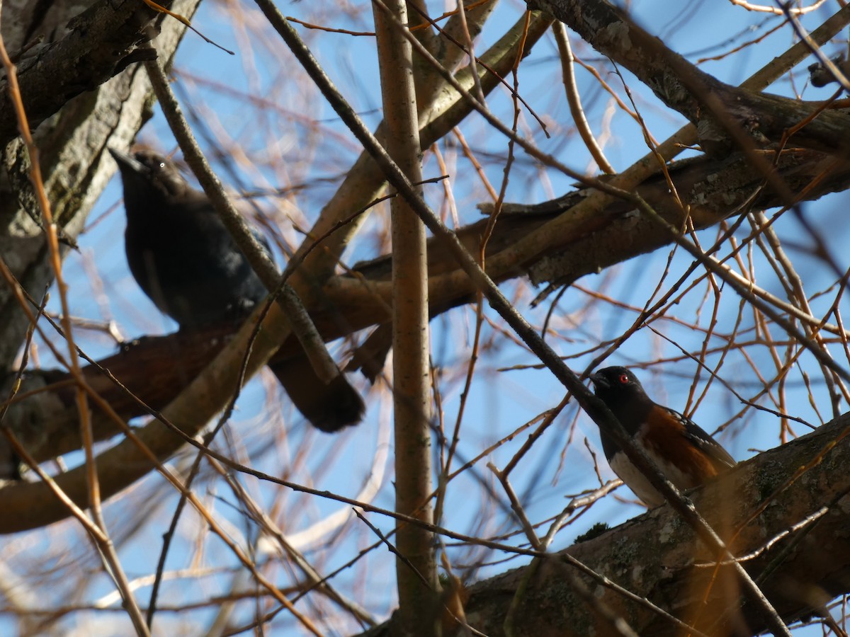 Spotted Towhee - ML297817201