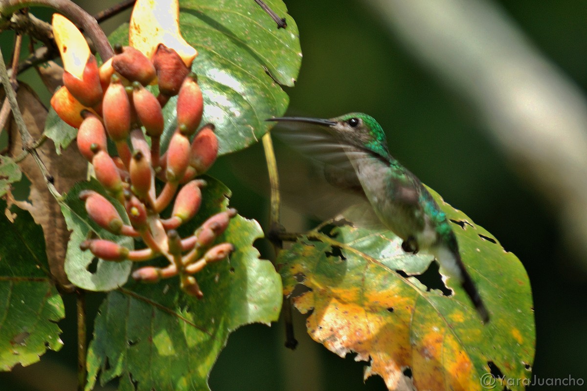 kolibřík bělořitý - ML297817601