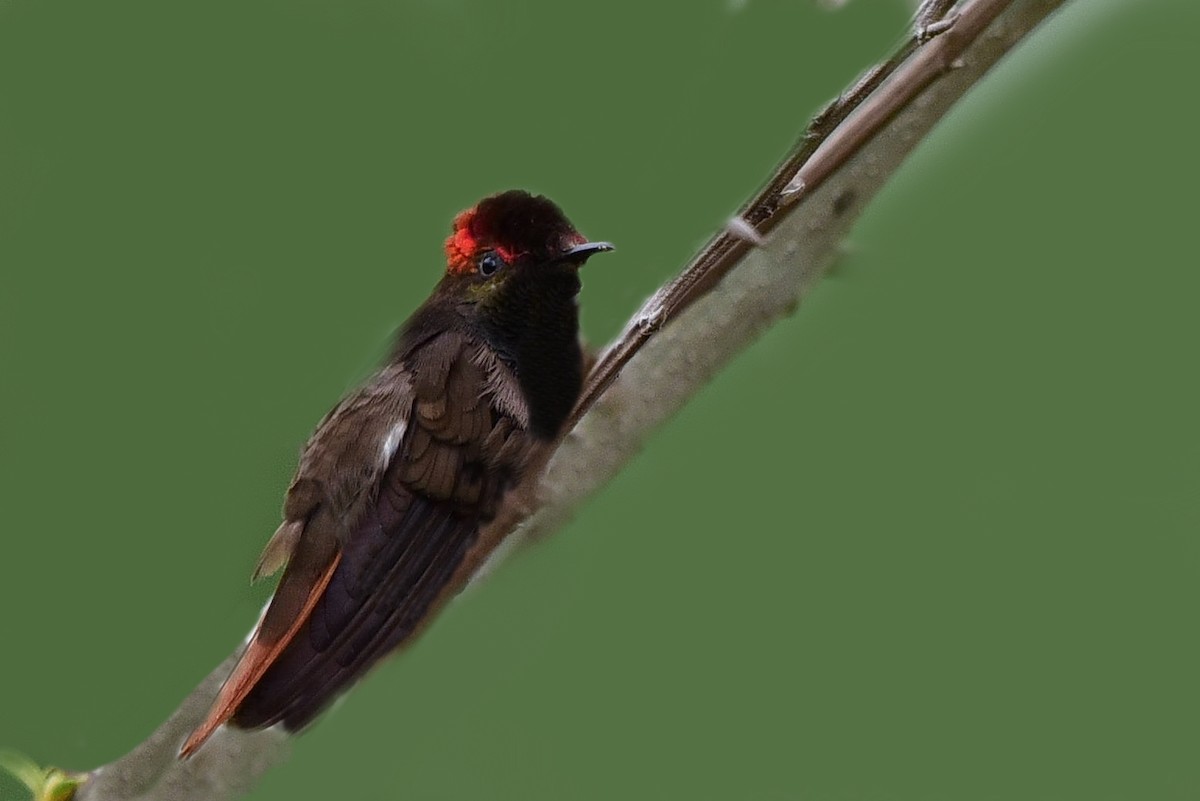 kolibřík červenohlavý - ML297817731