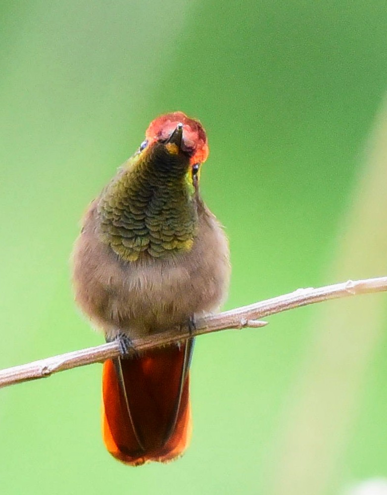 kolibřík červenohlavý - ML297817741
