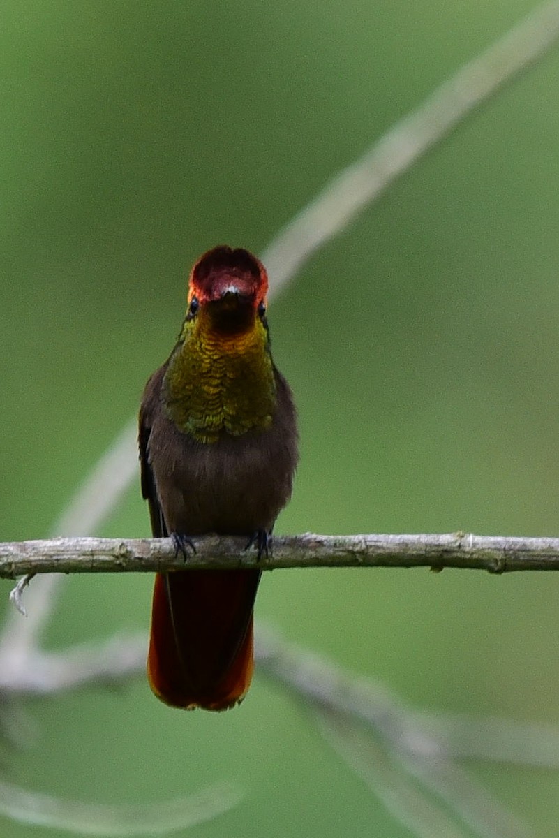 kolibřík červenohlavý - ML297817761