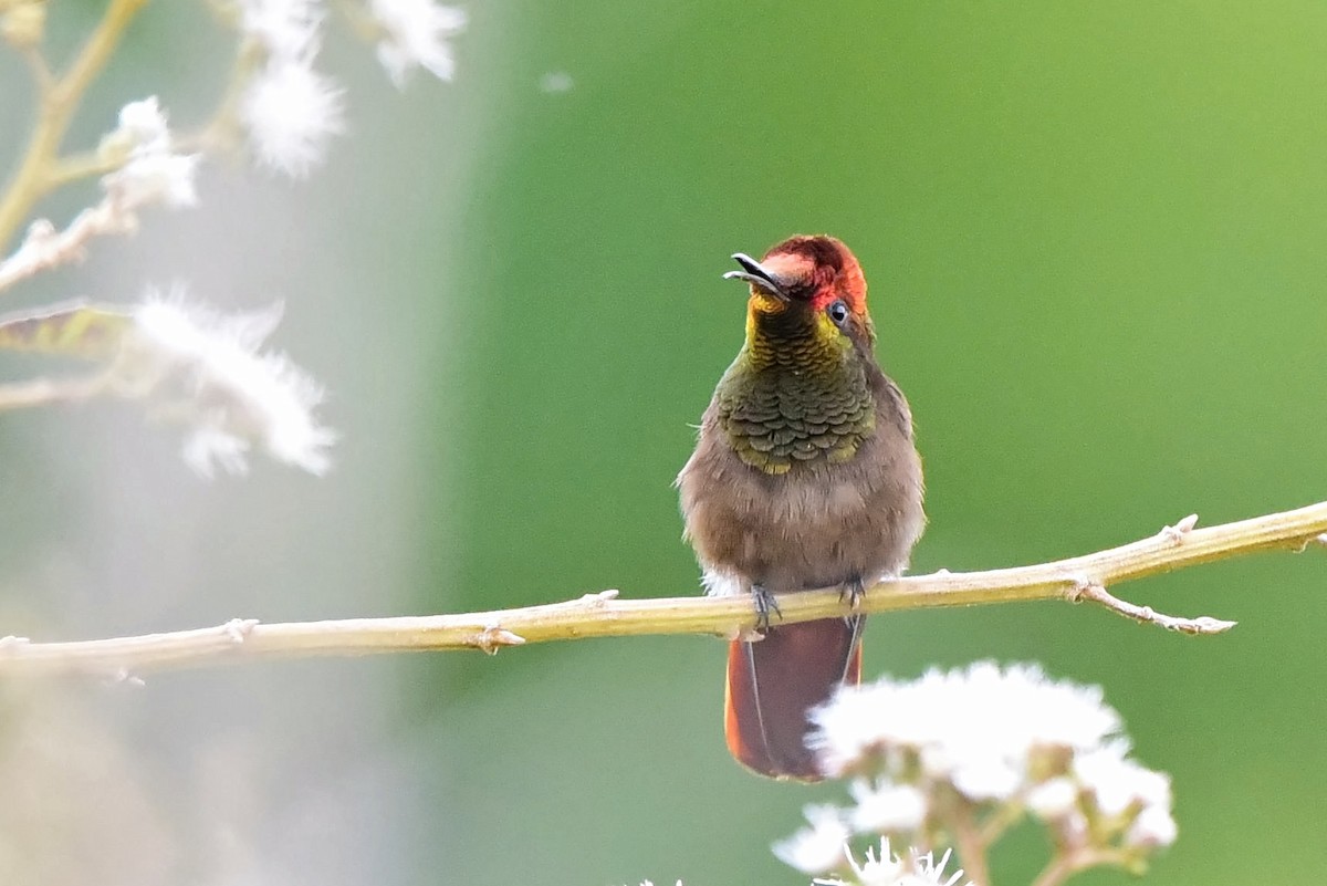 kolibřík červenohlavý - ML297817781
