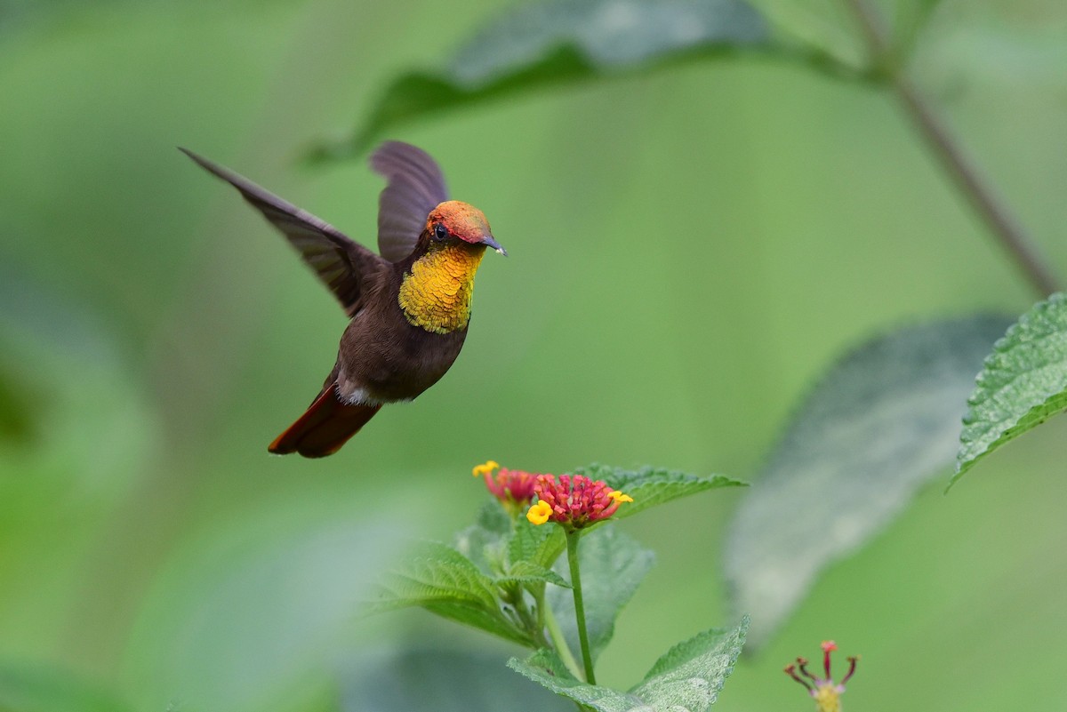 kolibřík červenohlavý - ML297817821