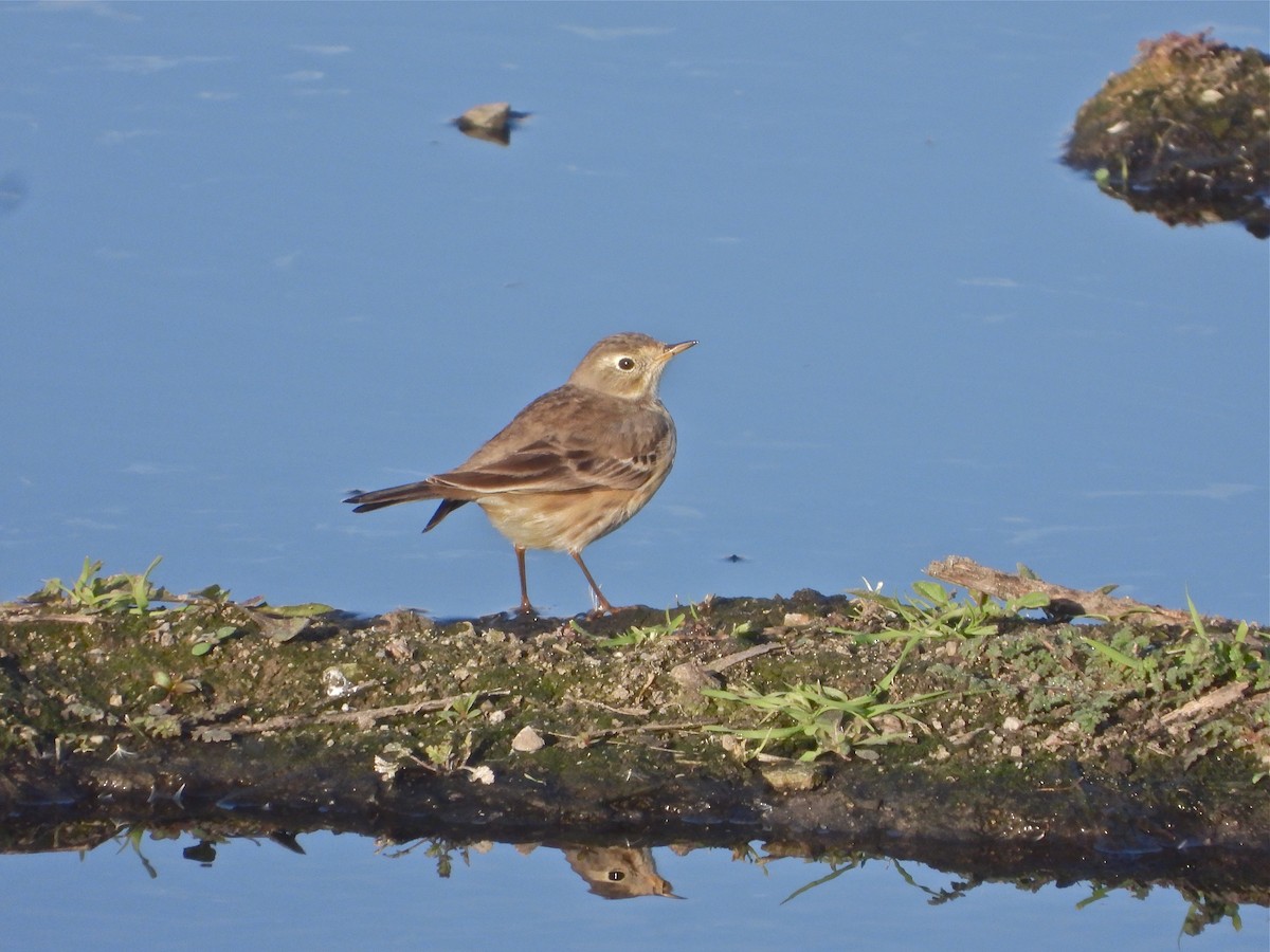 American Pipit - Pair of Wing-Nuts