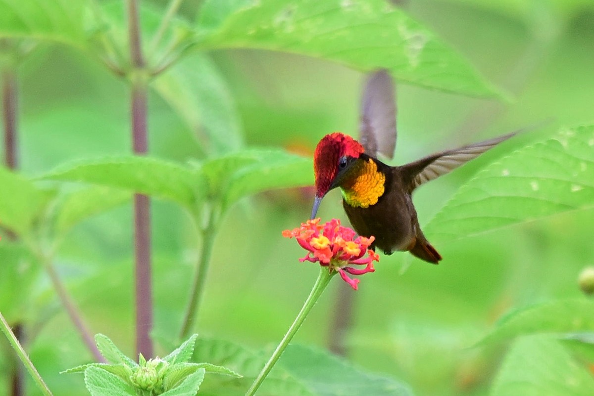kolibřík červenohlavý - ML297818731