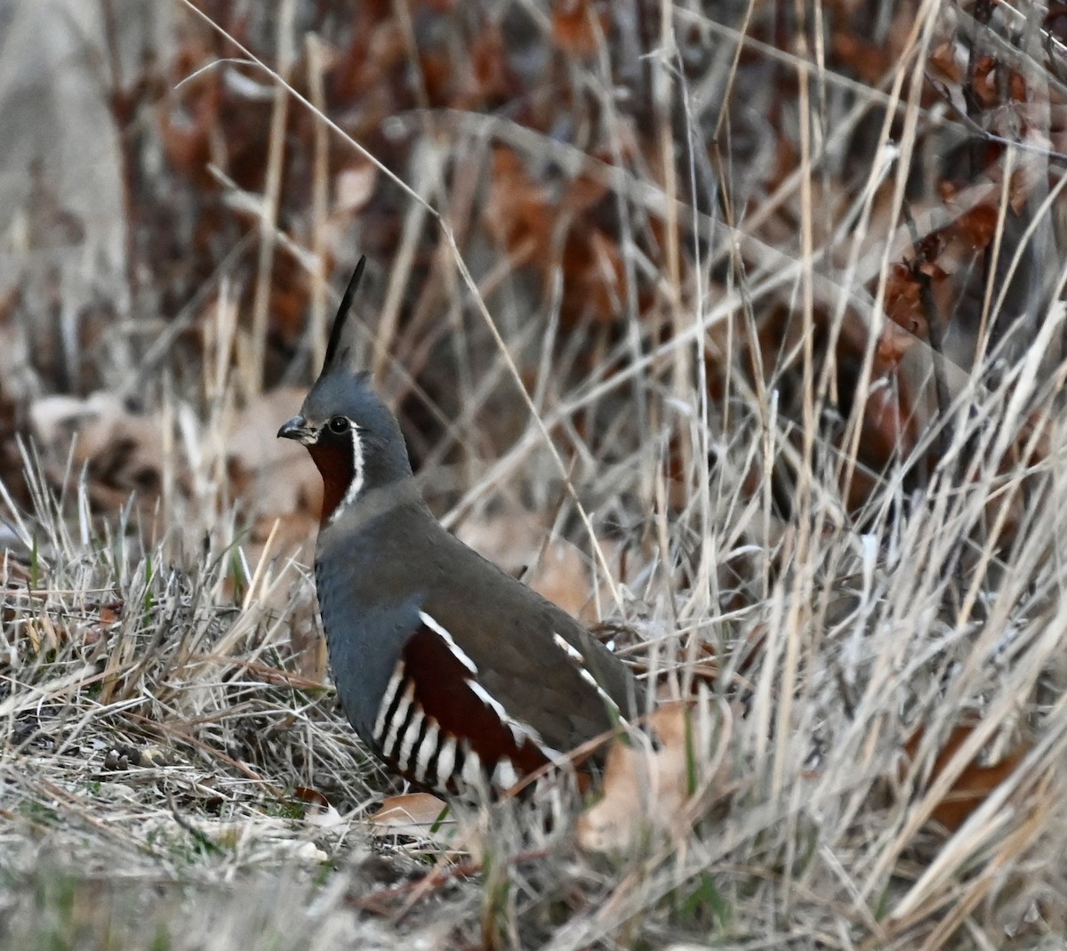 Mountain Quail - ML297818741