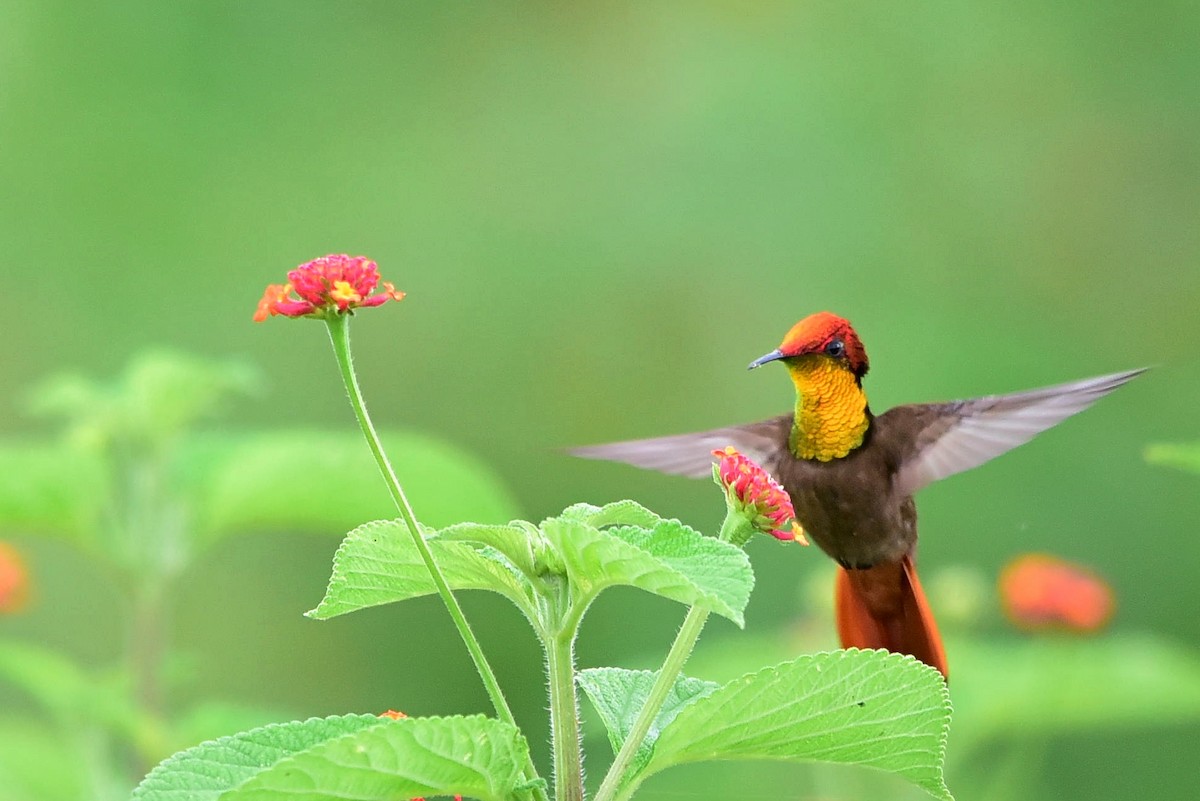 kolibřík červenohlavý - ML297818751
