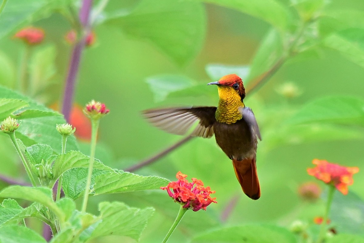 kolibřík červenohlavý - ML297818761