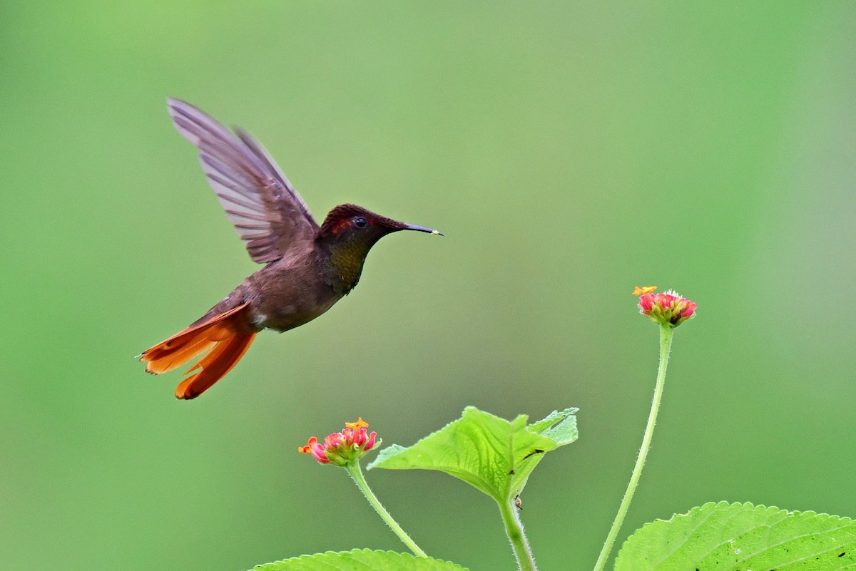 kolibřík červenohlavý - ML297818851