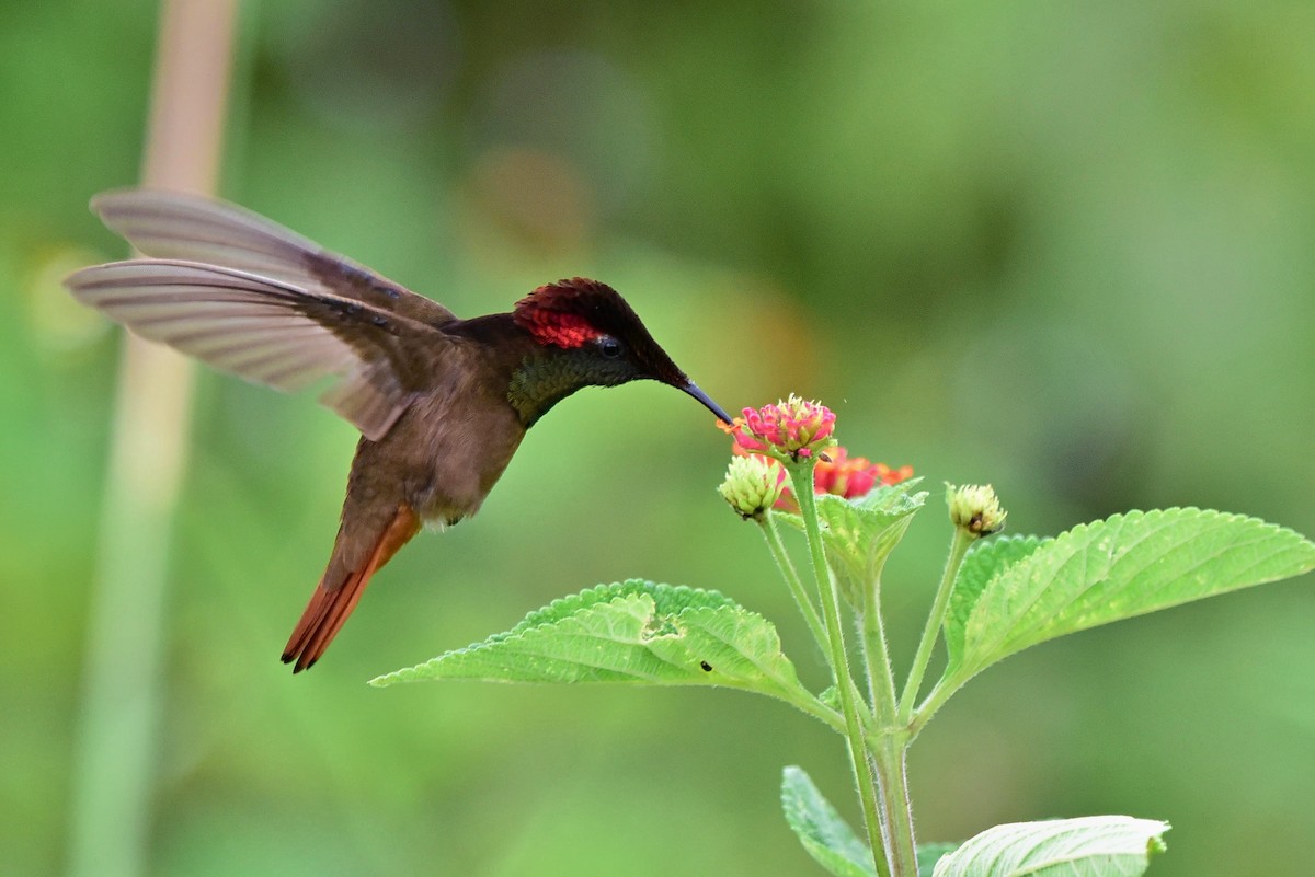 kolibřík červenohlavý - ML297818891