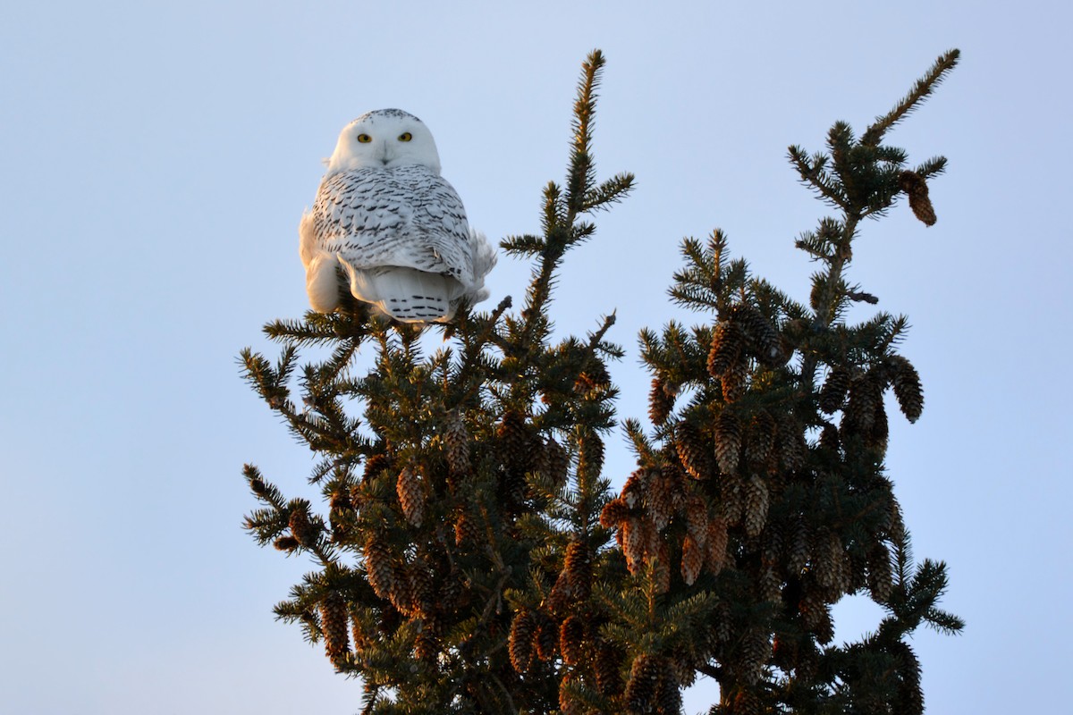 Snowy Owl - Ben Dixon