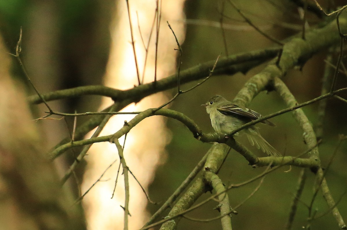 Acadian Flycatcher - ML29782061