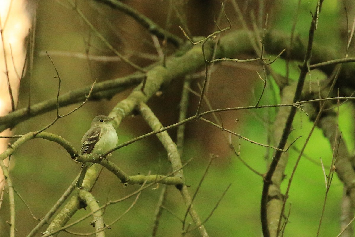 Acadian Flycatcher - ML29782071