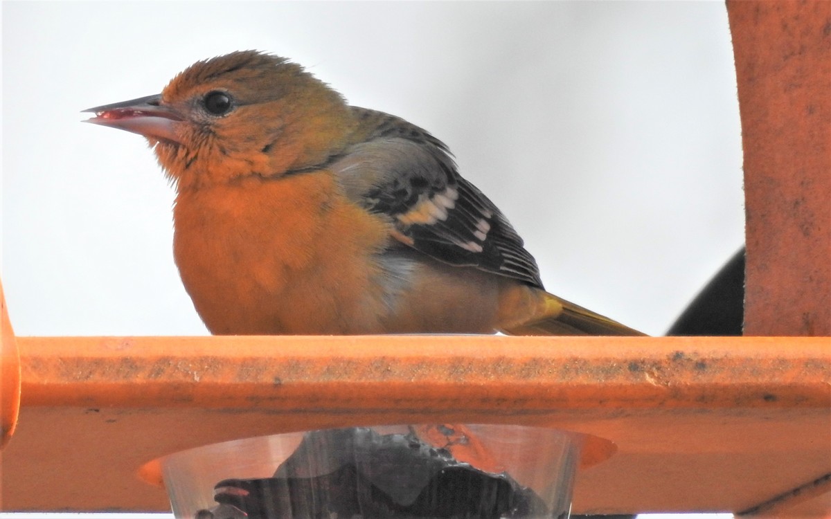 Baltimore Oriole - ML297821441